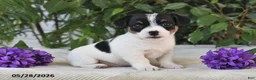 Jack Russell Terrier dogs for sale: Sage - Ad 1