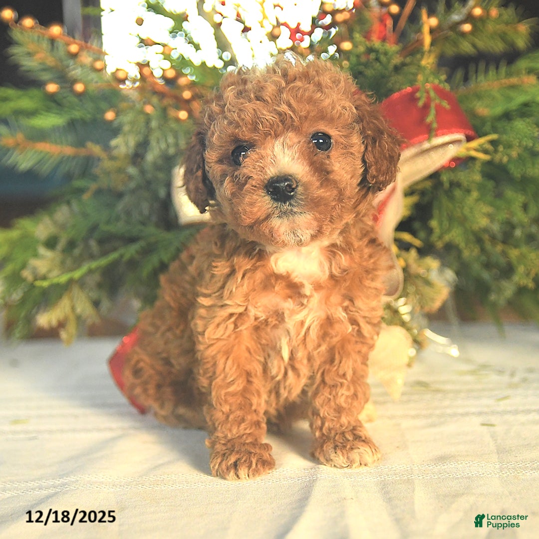 Maltipoo dogs for sale: Alex - Ad 2