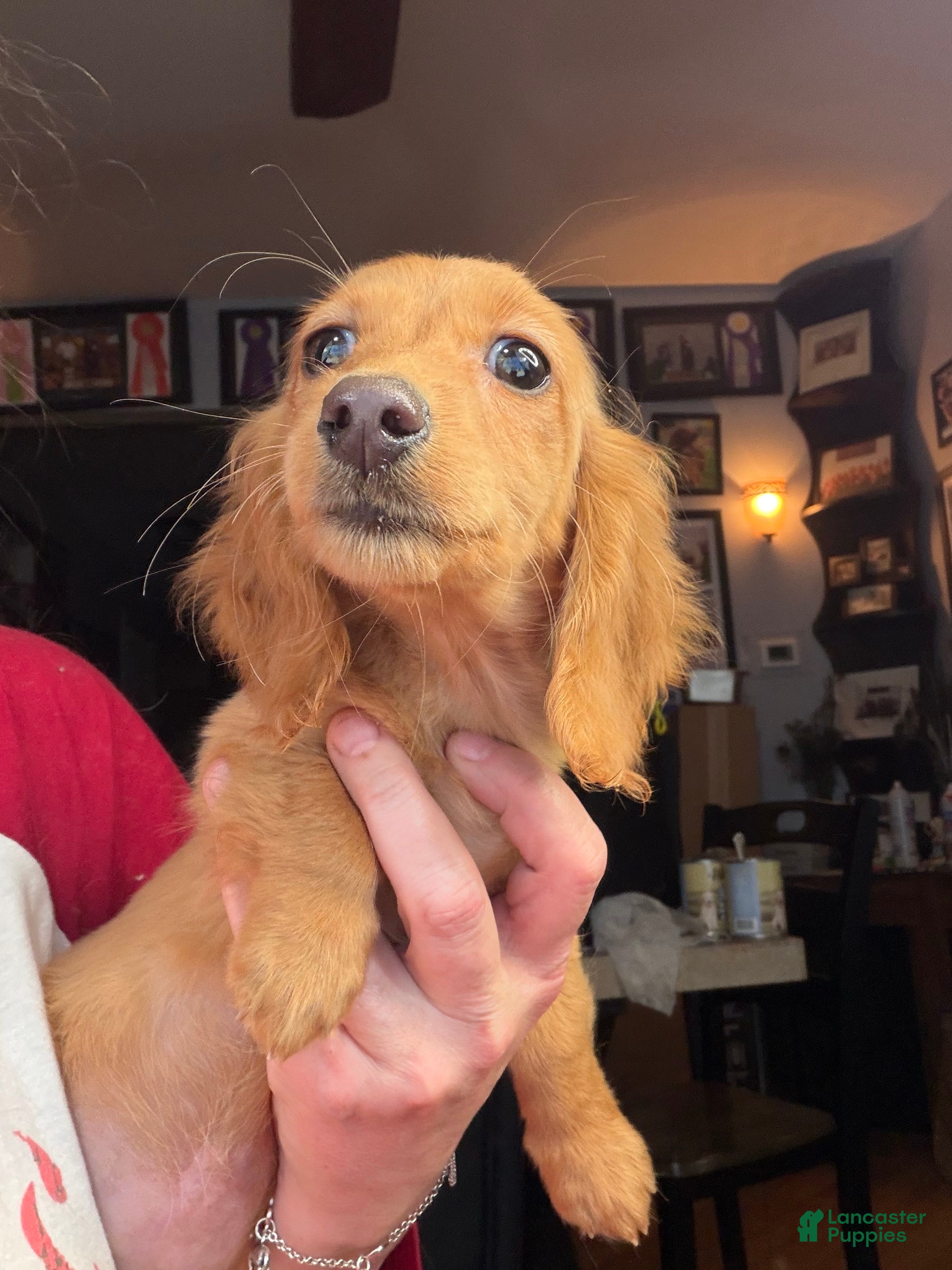 Miniature Dachshund dogs Russian red Triscuit larger - Ad 18