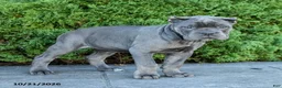 Cane Corso dogs for sale: Legacy - Ad 2