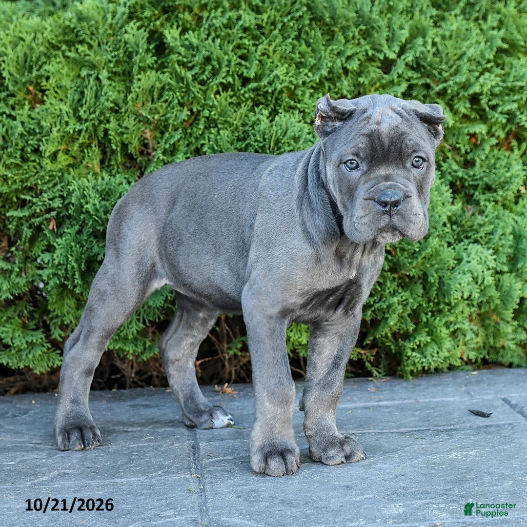 Cane Corso dogs for sale: Legacy - Ad 2