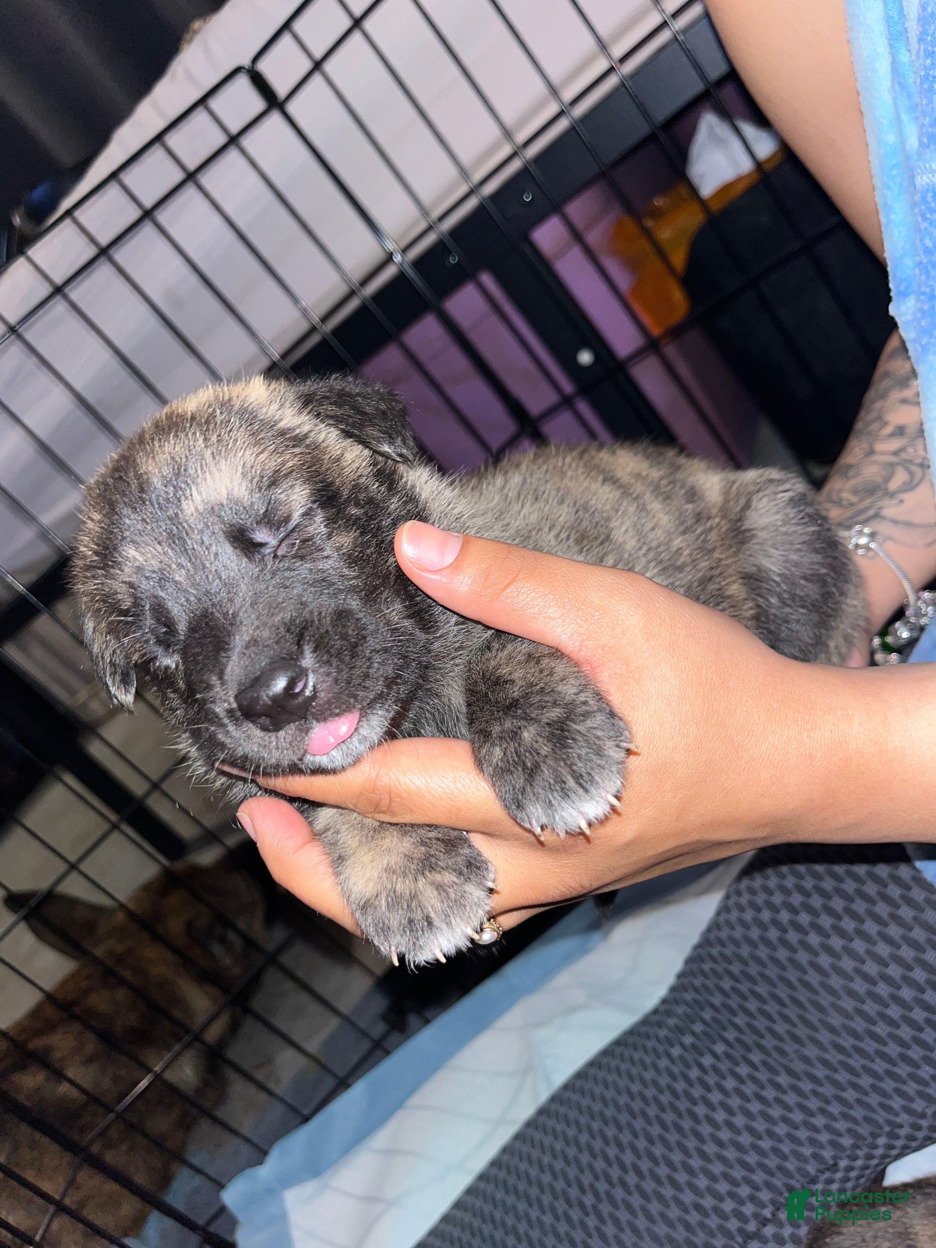 Mixed Breed dogs Black - Ad 2