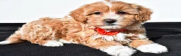 Maltipoo dogs for sale: Macey - Ad 2