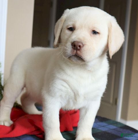 Labrador Retriever dogs Major - Champ lines - Ad 6