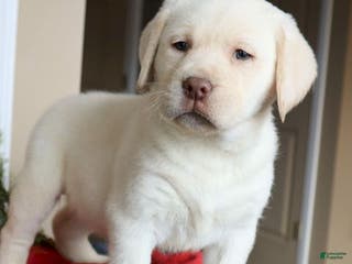 Labrador Retriever dogs Major - Champ lines - Ad 3