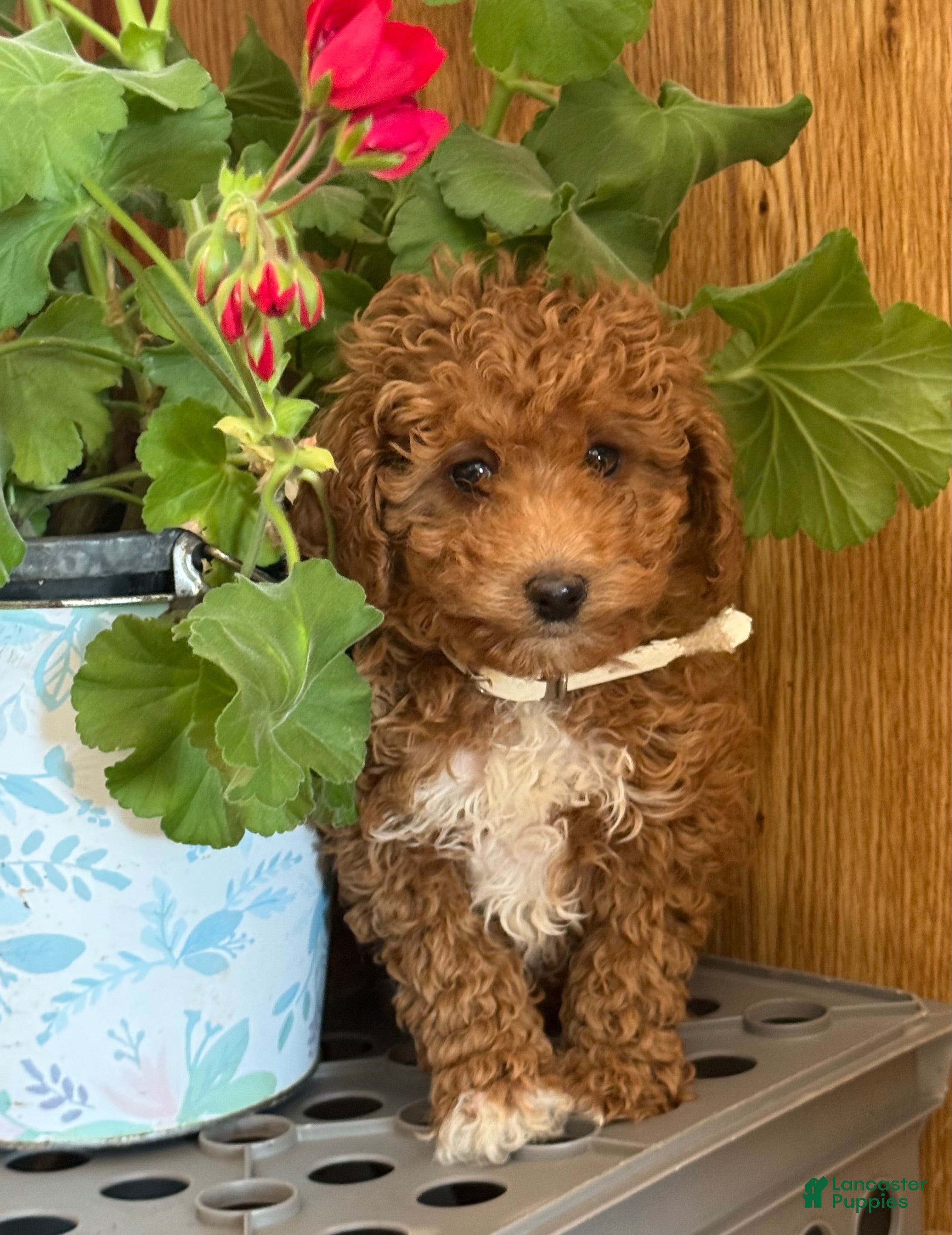 Miniature Poodle dogs for sale: Regal Rufas - Ad 2