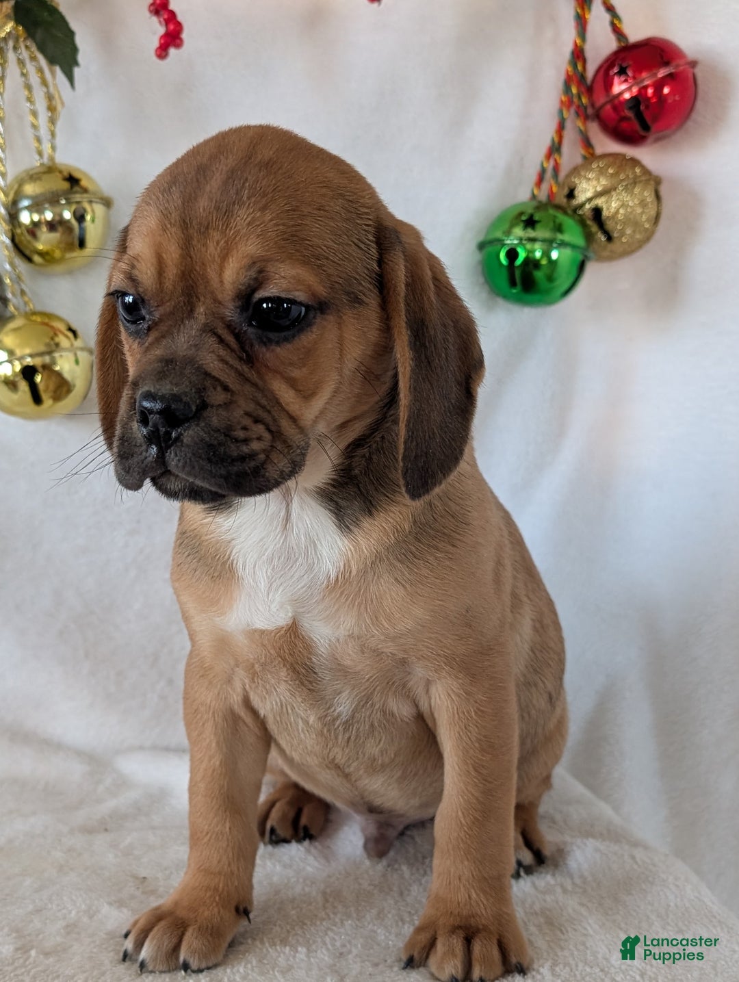 Puggle dogs for sale: Chuck  - Ad 3