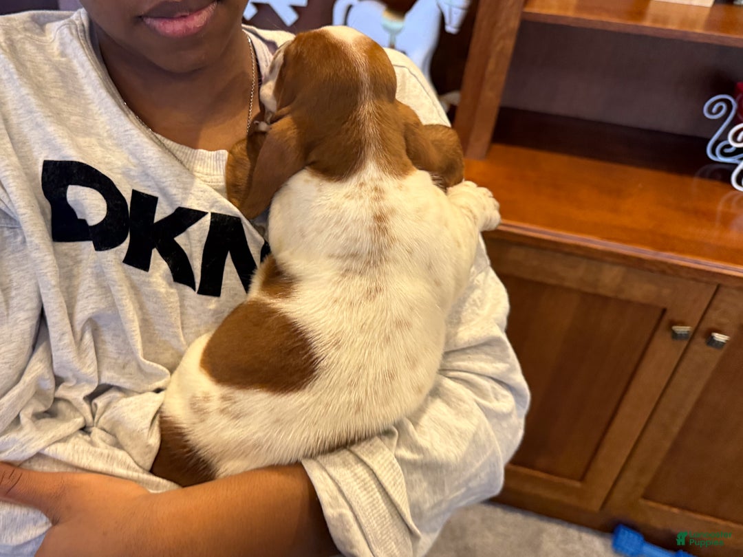 Basset Hound dogs for sale: Sparkles - Ad 3