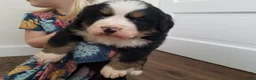 Bernese Mountain Dog dogs for sale: Bernese Mountain Dog Puppy 3 - Ad 2