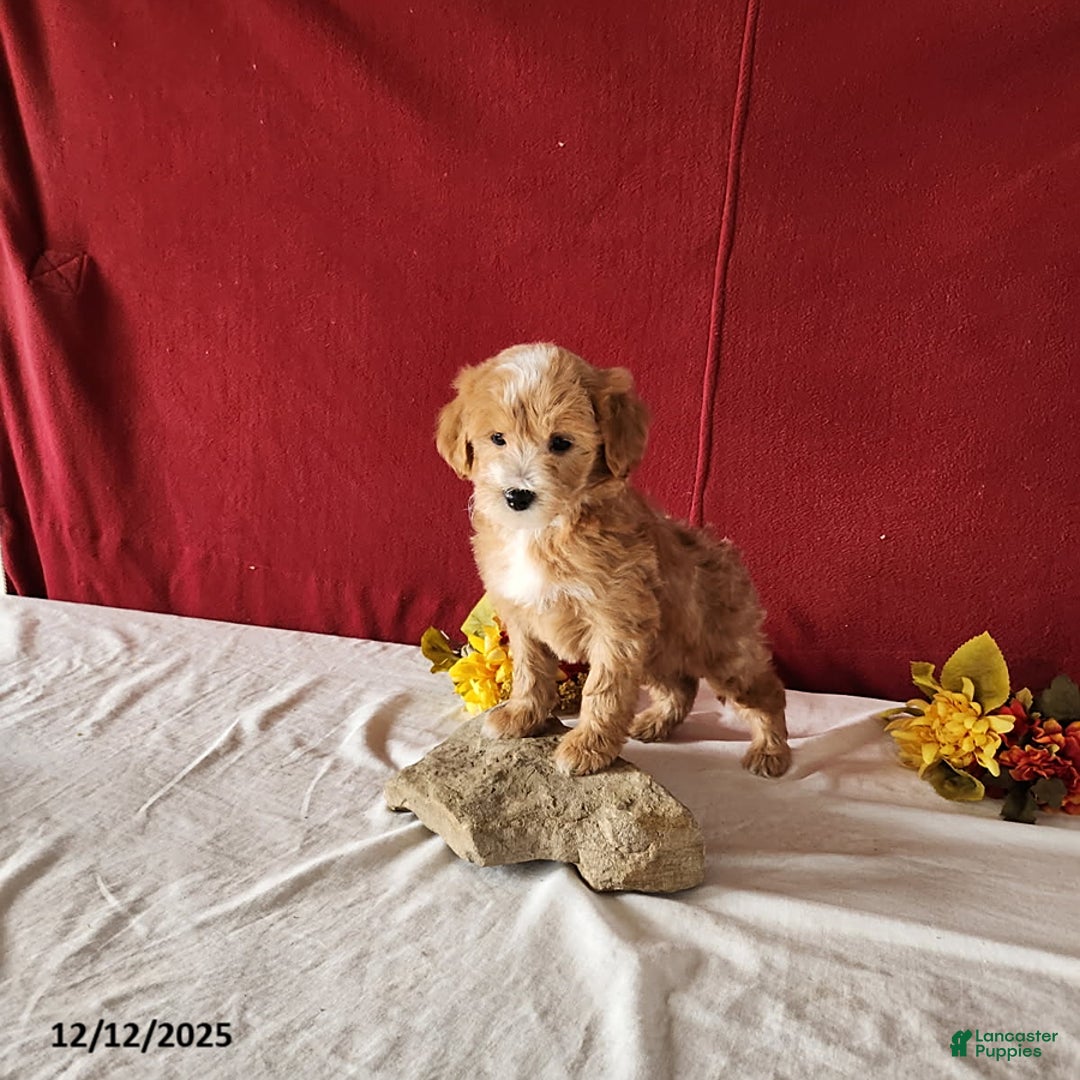 Mini Goldendoodle dogs for sale: Ryan - Ad 2