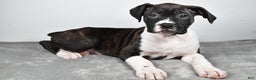 Boxer dogs for sale: Ada - Ad 1