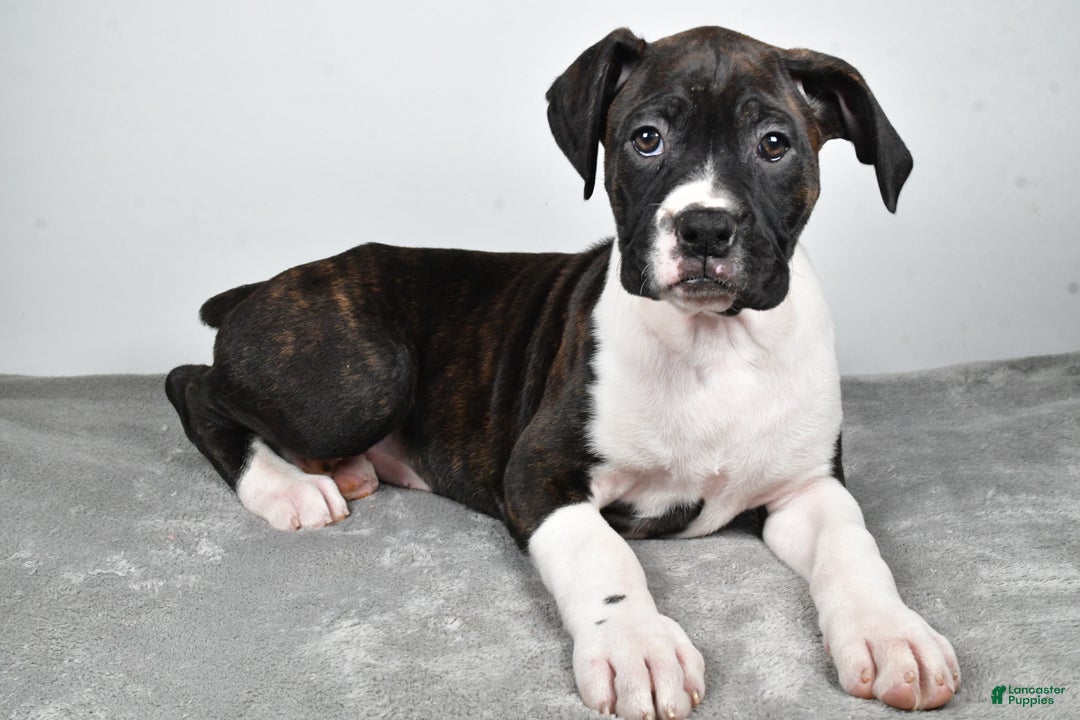 Boxer dogs for sale: Ada - Ad 1