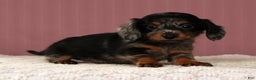 Miniature Dachshund dogs for sale: Korey - Ad 1