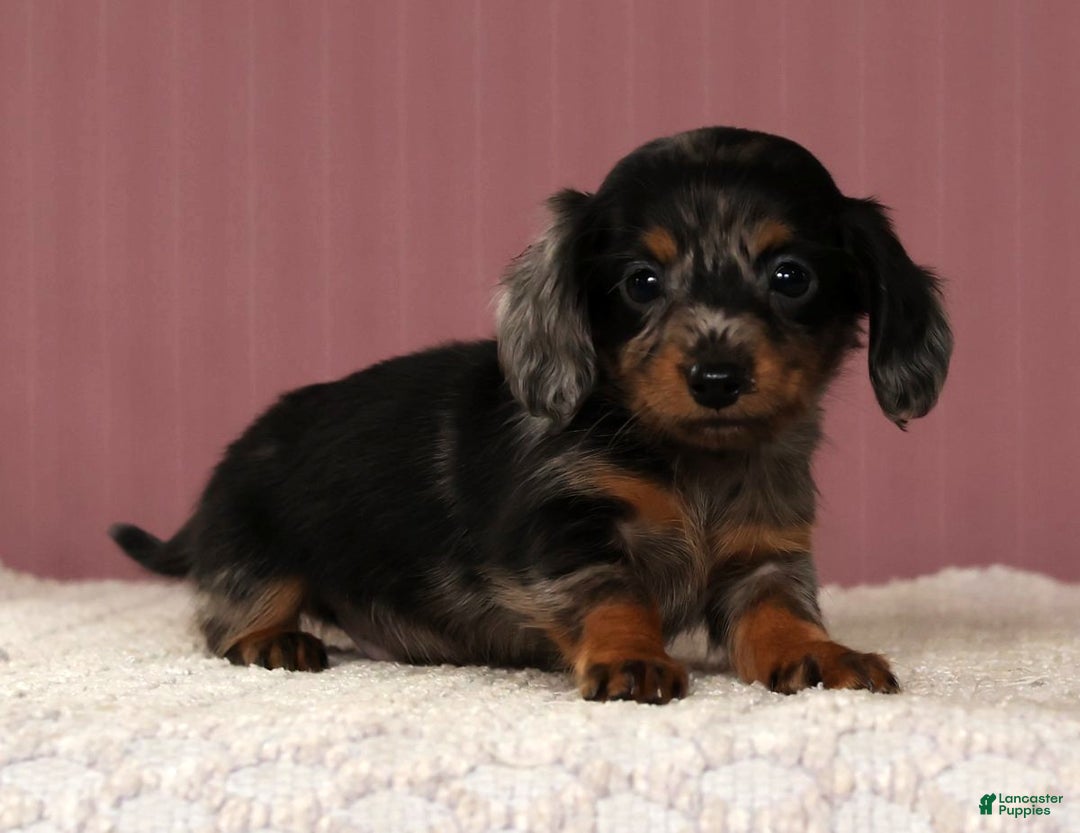 Miniature Dachshund dogs for sale: Korey - Ad 1