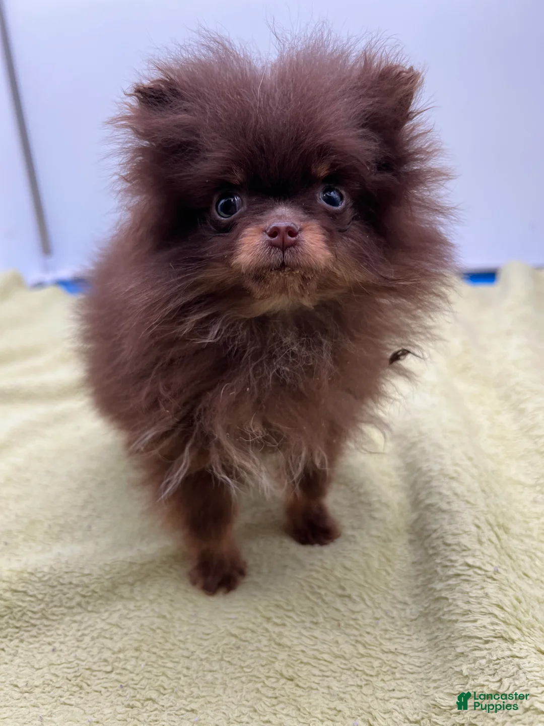Pomeranian dogs for sale: Pomeranian Puppy 1 - Ad 5