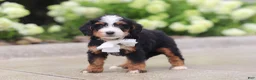 Mini Bernedoodle dogs for sale: Onyx - Ad 3