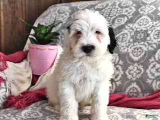 Portuguese Water Dog dogs Dream - Ad 1