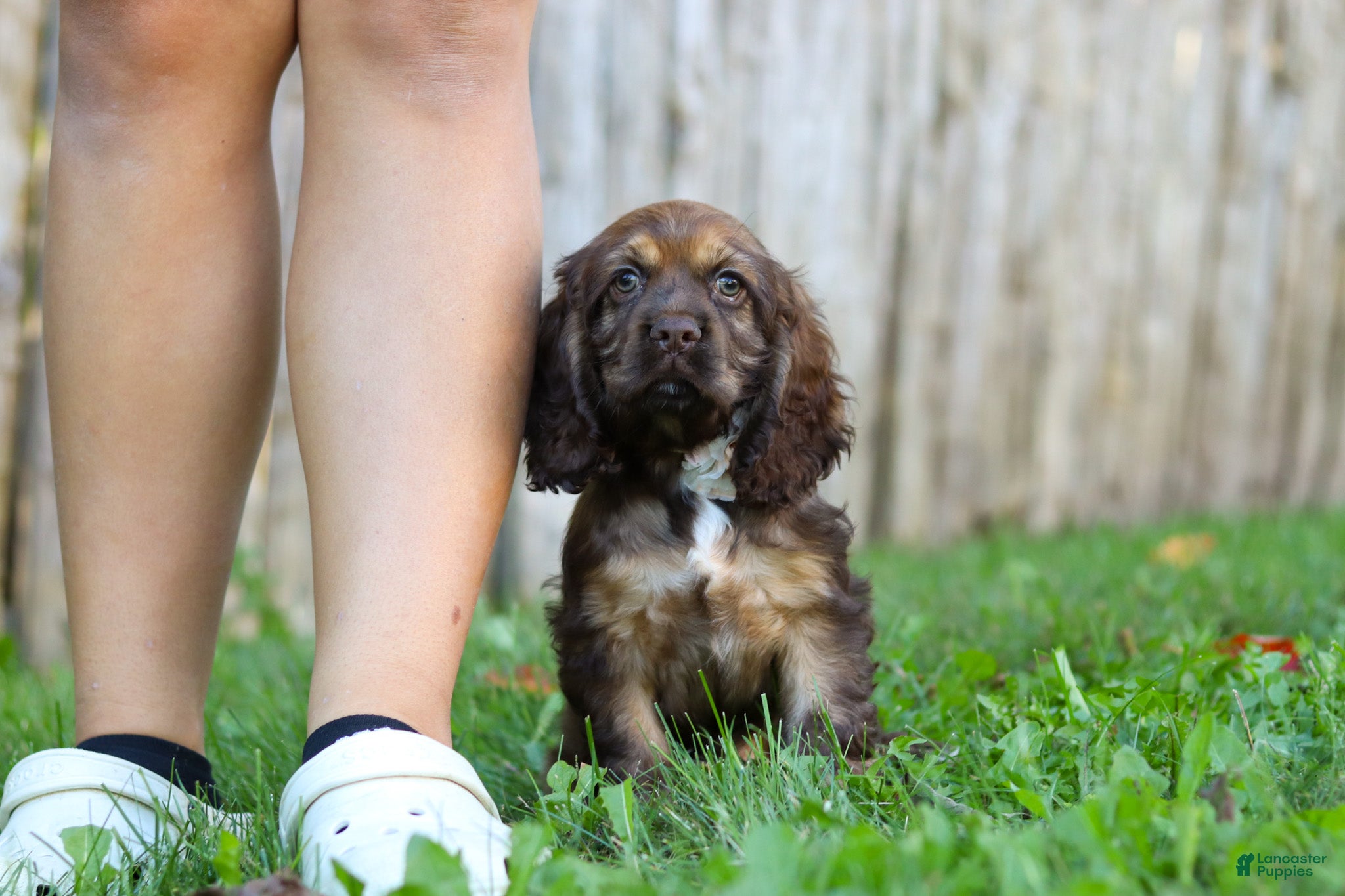Sophia (Cocker Spaniel, Female) in Baltic, OH