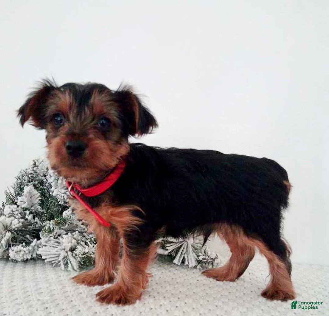 Yorkshire Terrier dogs for sale: Jerry - Ad 2