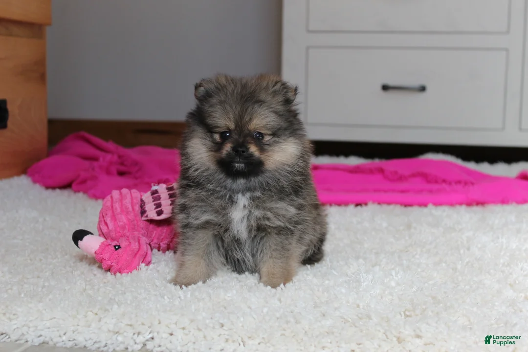 Pomeranian dogs for sale: Delilah - Ad 8