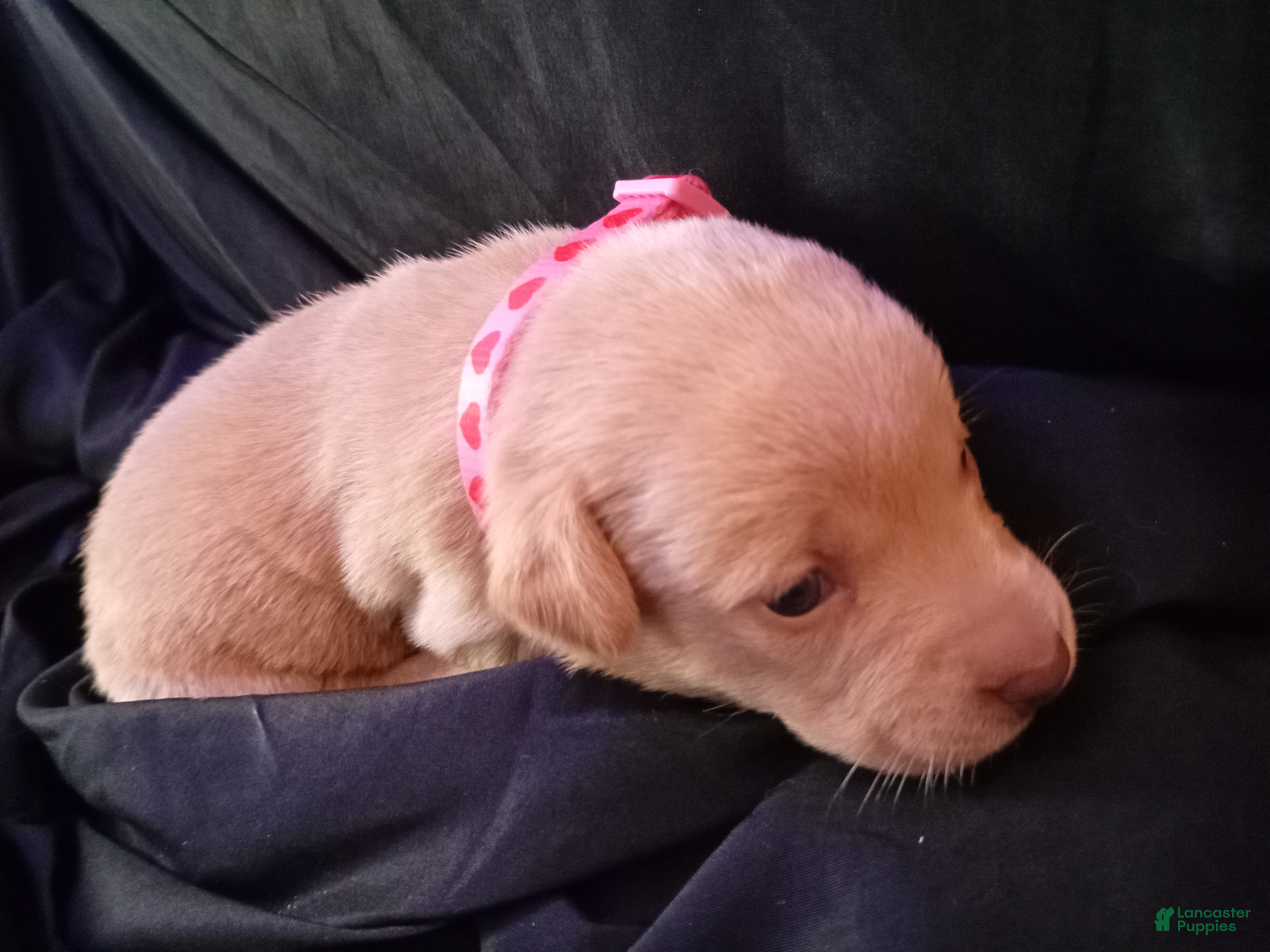 Chiweenie dogs for sale: Chiweenie 6 - Ad 6