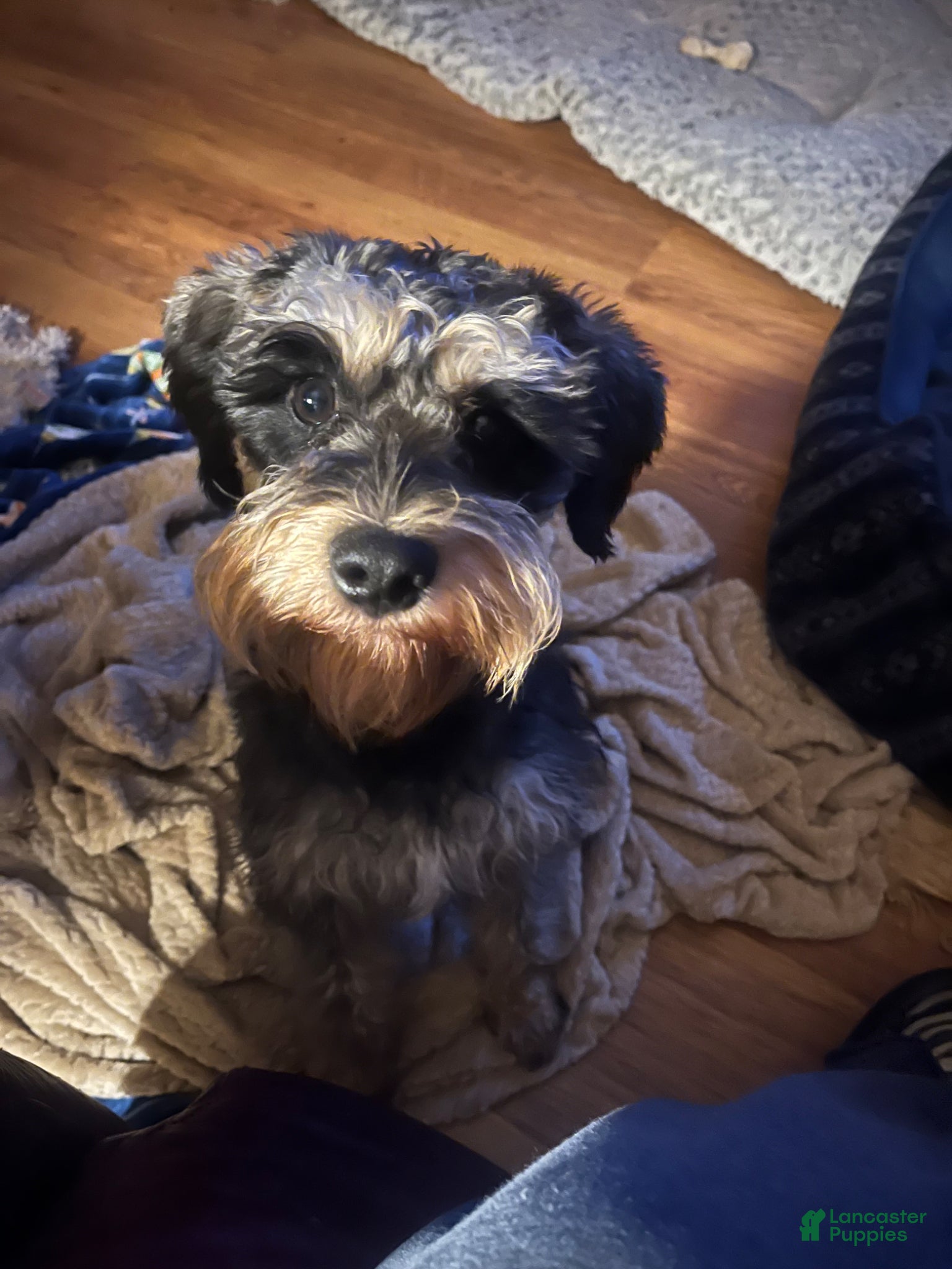 Miniature Schnauzer dogs Jack sparrow - Ad 31