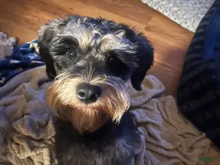Miniature Schnauzer dogs Jack sparrow - Ad 29