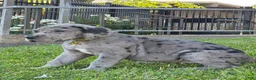 Great Dane dogs for sale: Wheeler - Ad 3