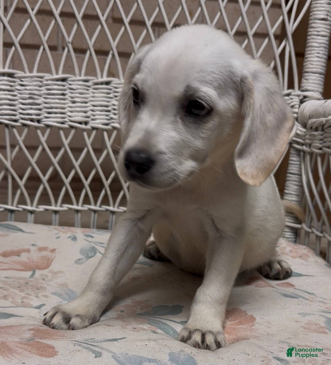Labrador Retriever dogs for sale: Labrador Retriever Jackie - Ad 30