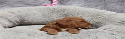 Mini Goldendoodle dogs for sale: Mia 🌷GenClearParents - Ad 6