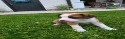 Mixed Breed dogs for sale: Lexi - Ad 8