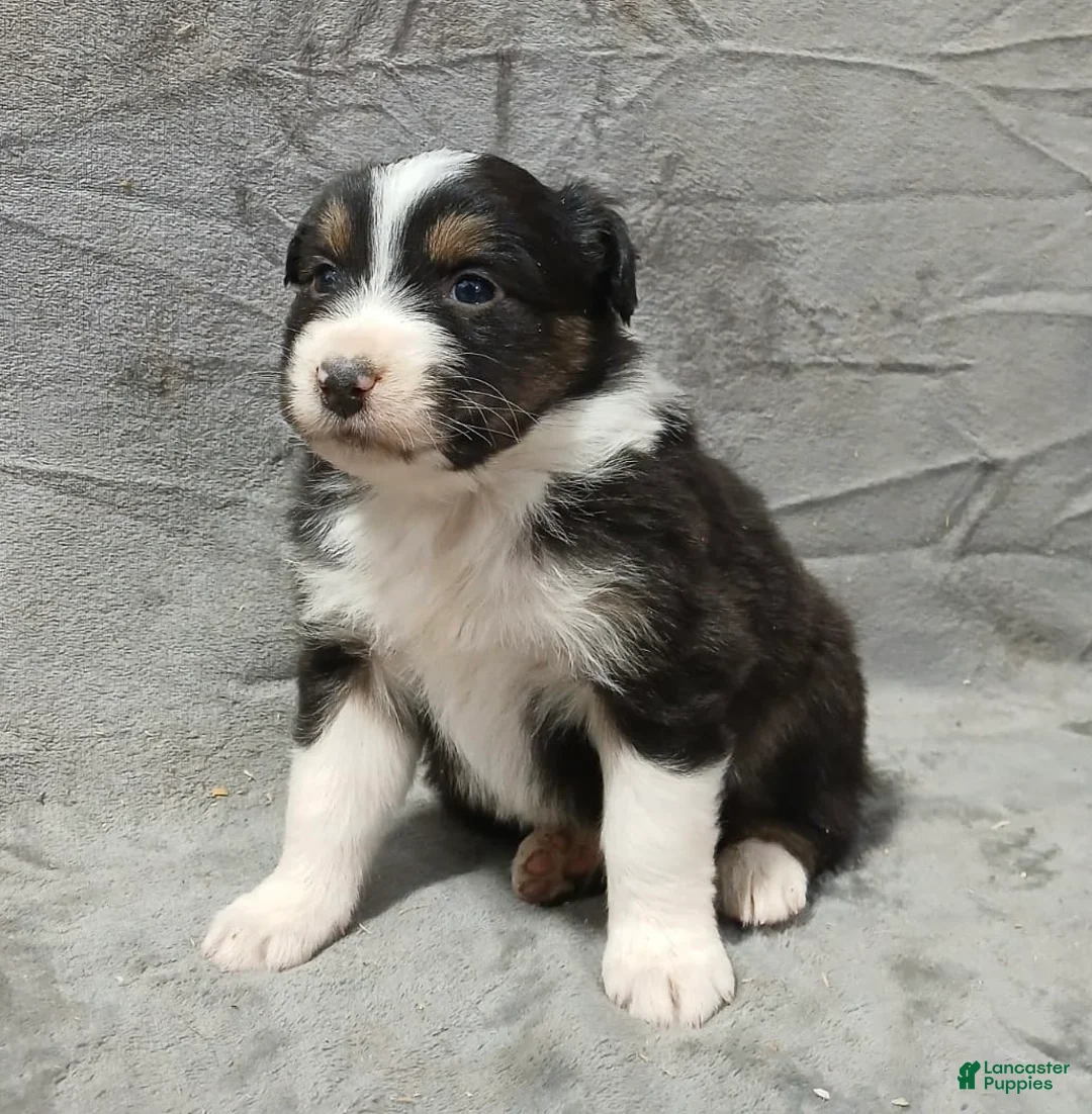 Australian Shepherd dogs for sale: Flynn - Ad 23