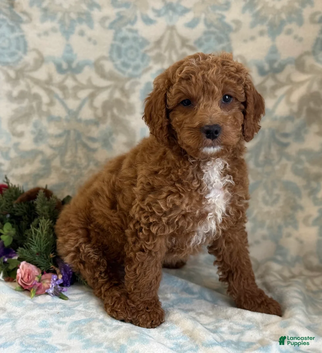 Mini Goldendoodle dogs for sale: Bingo - Ad 7
