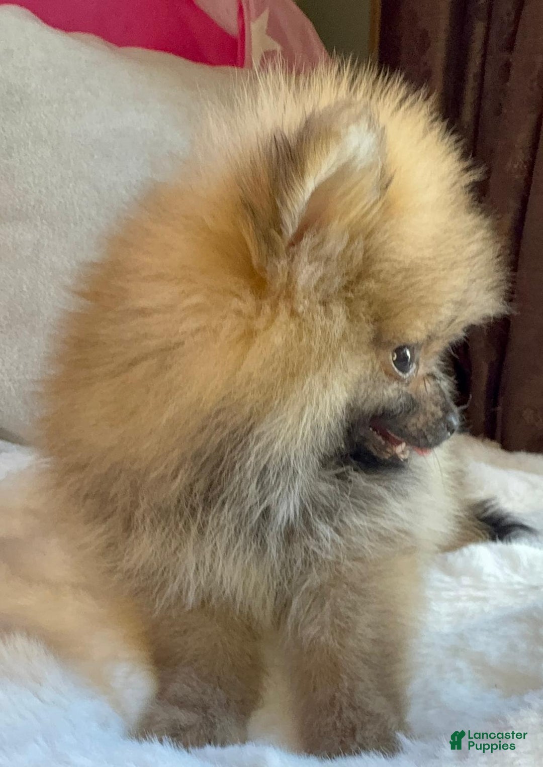 Pomeranian dogs for sale: Pomeranian Puppy tea cup Lulu  - Ad 3