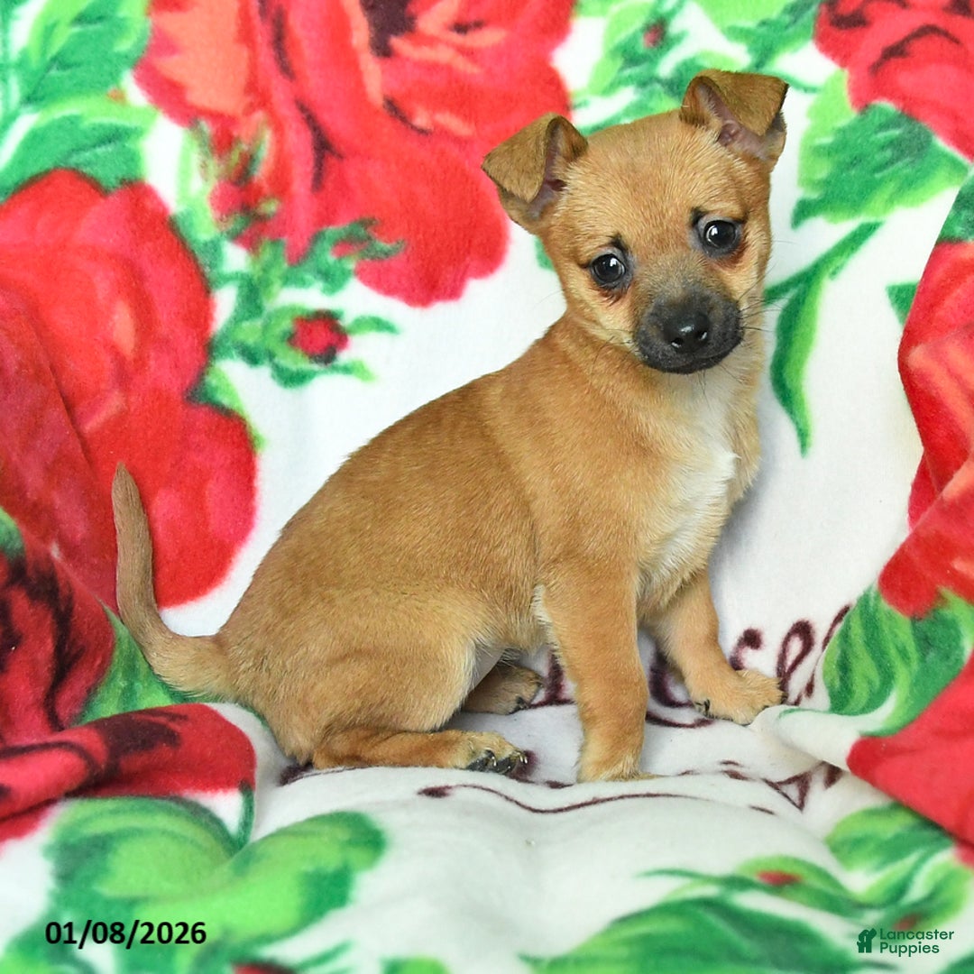 Chihuahua dogs for sale: Abby - Ad 4