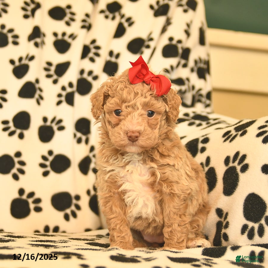 Toy Poodle dogs Cinderella  - Ad 26