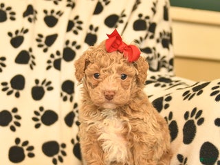 Toy Poodle dogs Cinderella - Ad 5