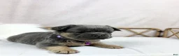 French Bulldog dogs for sale: French Bulldog Puppy 2 - Ad 4