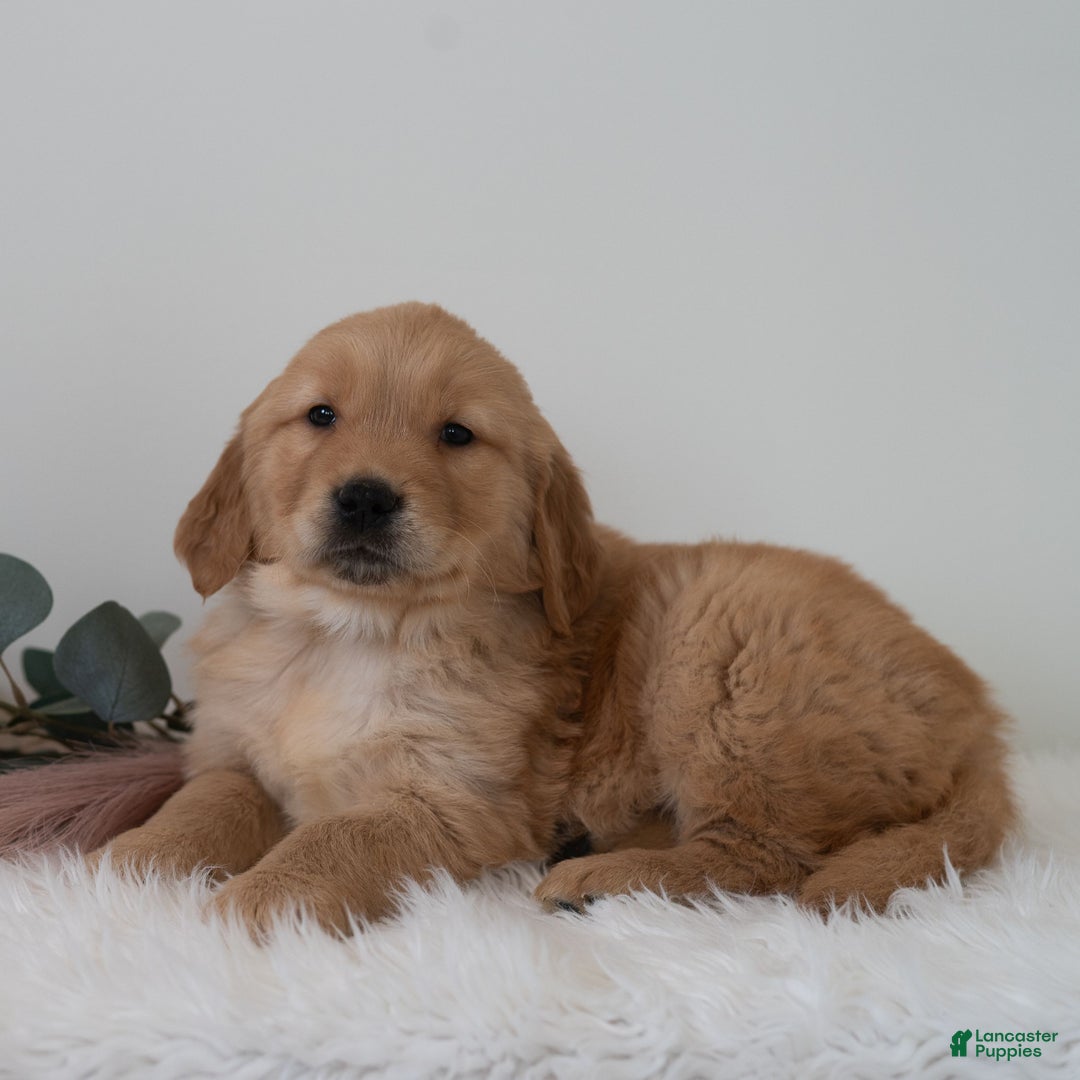Golden Retriever dogs for sale: Sammy - Ad 2