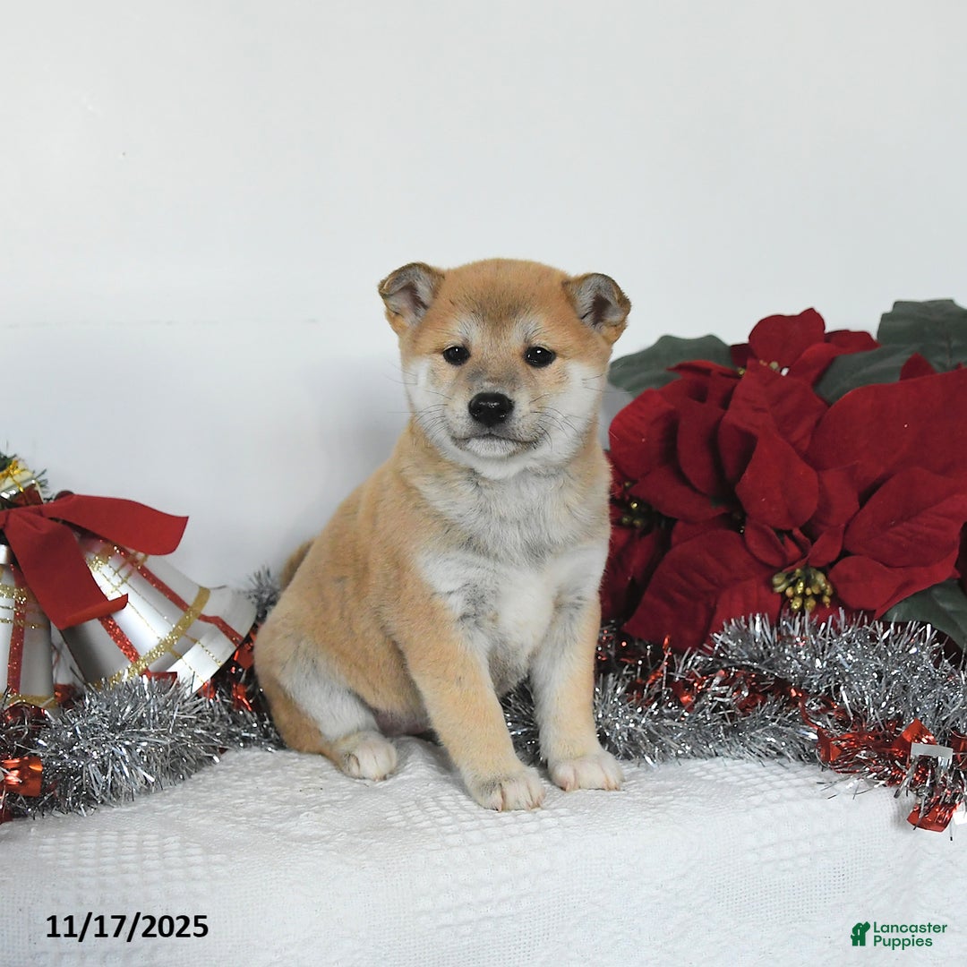 Shiba Inu dogs for sale: Goldie - Ad 2