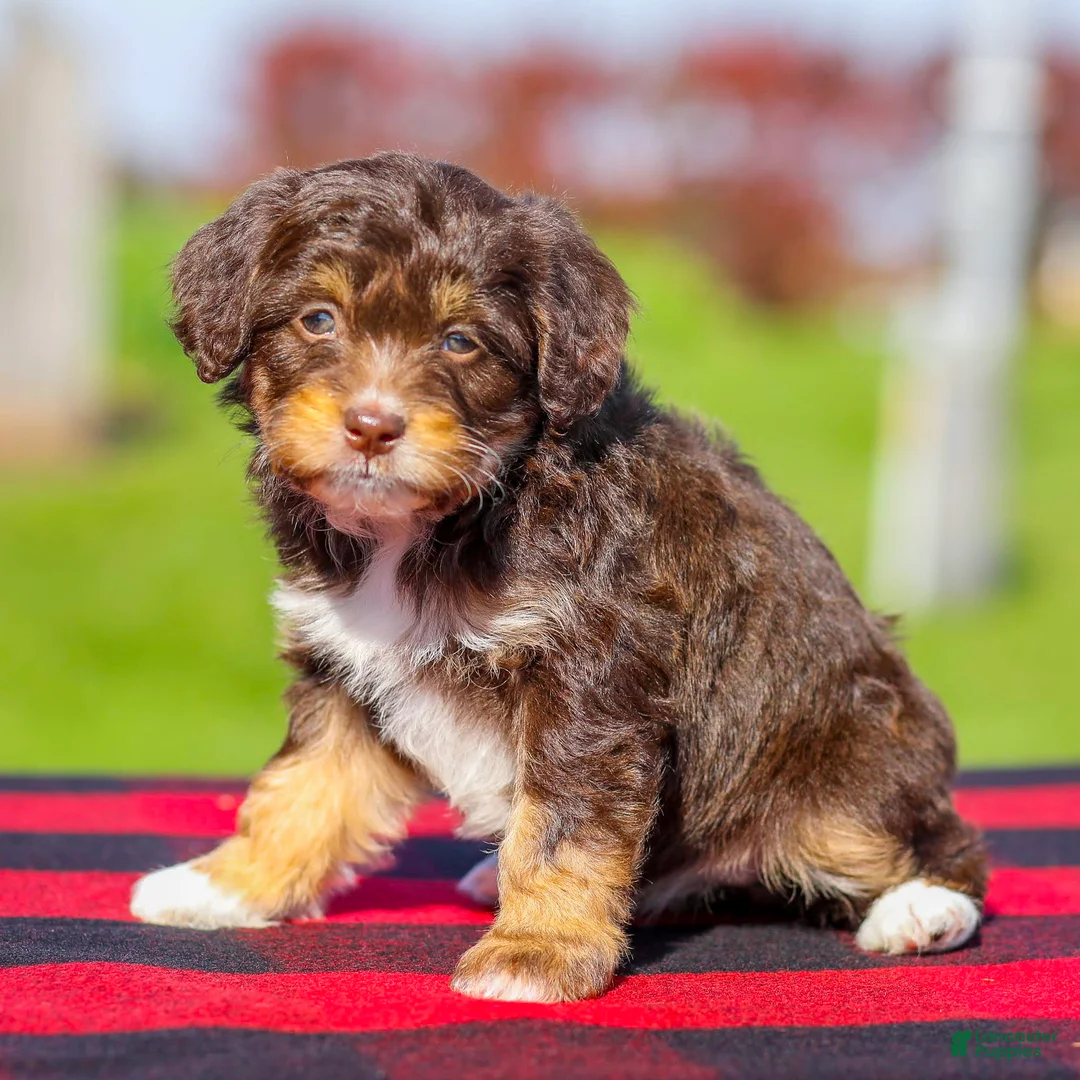 Mini Aussiedoodle dogs for sale: Bella - Ad 2