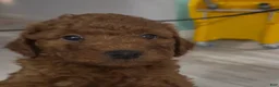 Goldendoodle dogs for sale: Goldendoodle 5 Hunter - Ad 4