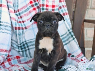 Mixed Breed dogs Jasper - Ad 38