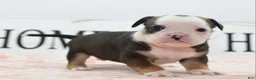 Mixed Breed dogs for sale: Queen - Ad 28