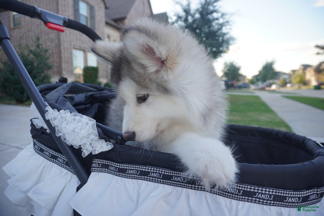 Alaskan Malamute dogs for sale: Xiao Lv - Ad 10