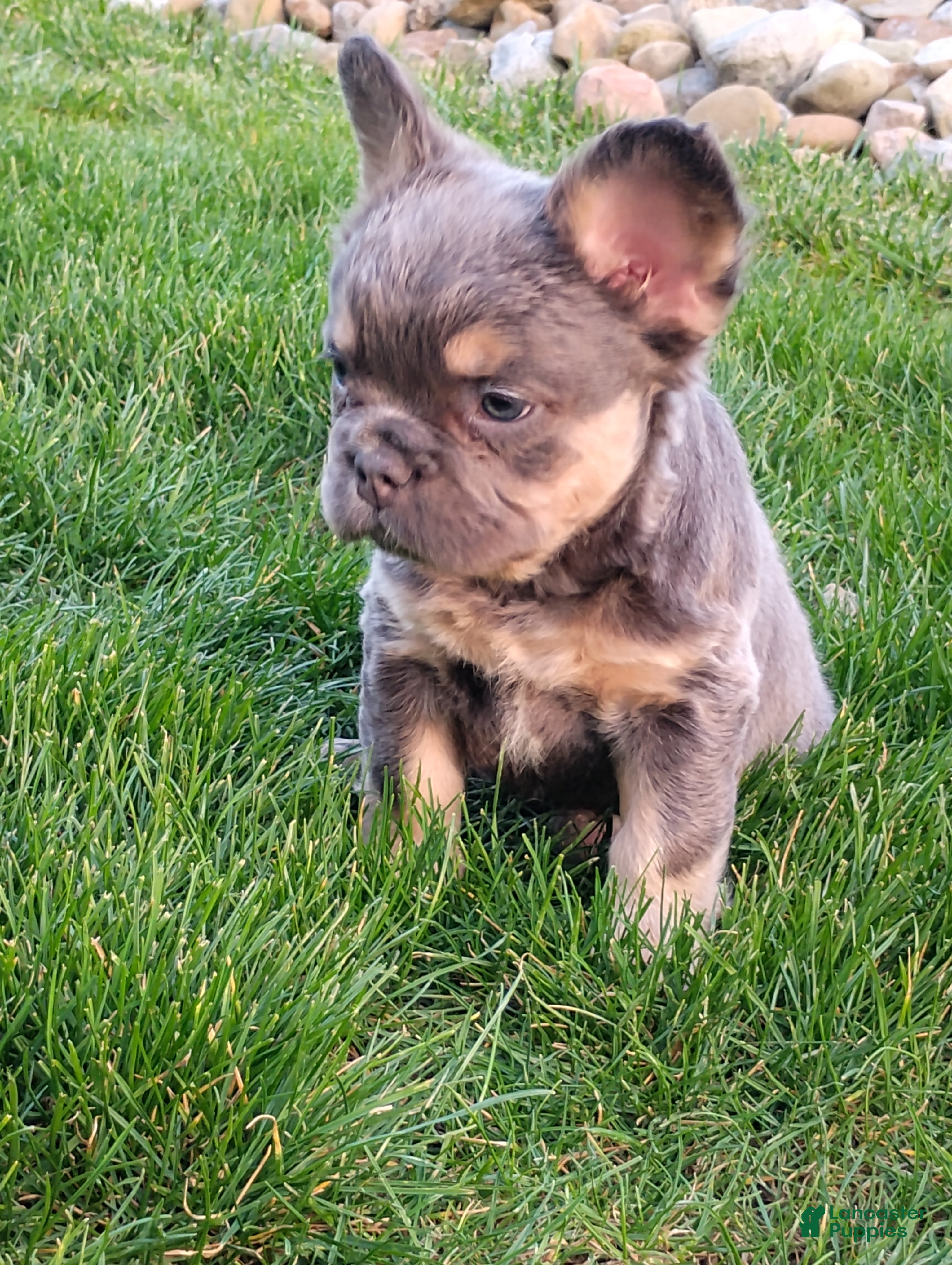 French Bulldog dogs Emma - Ad 2