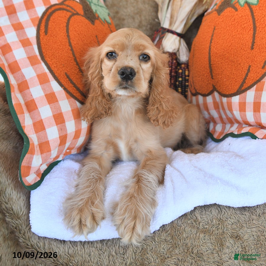 English Cocker Spaniel dogs for sale: Roger Lee - Ad 1