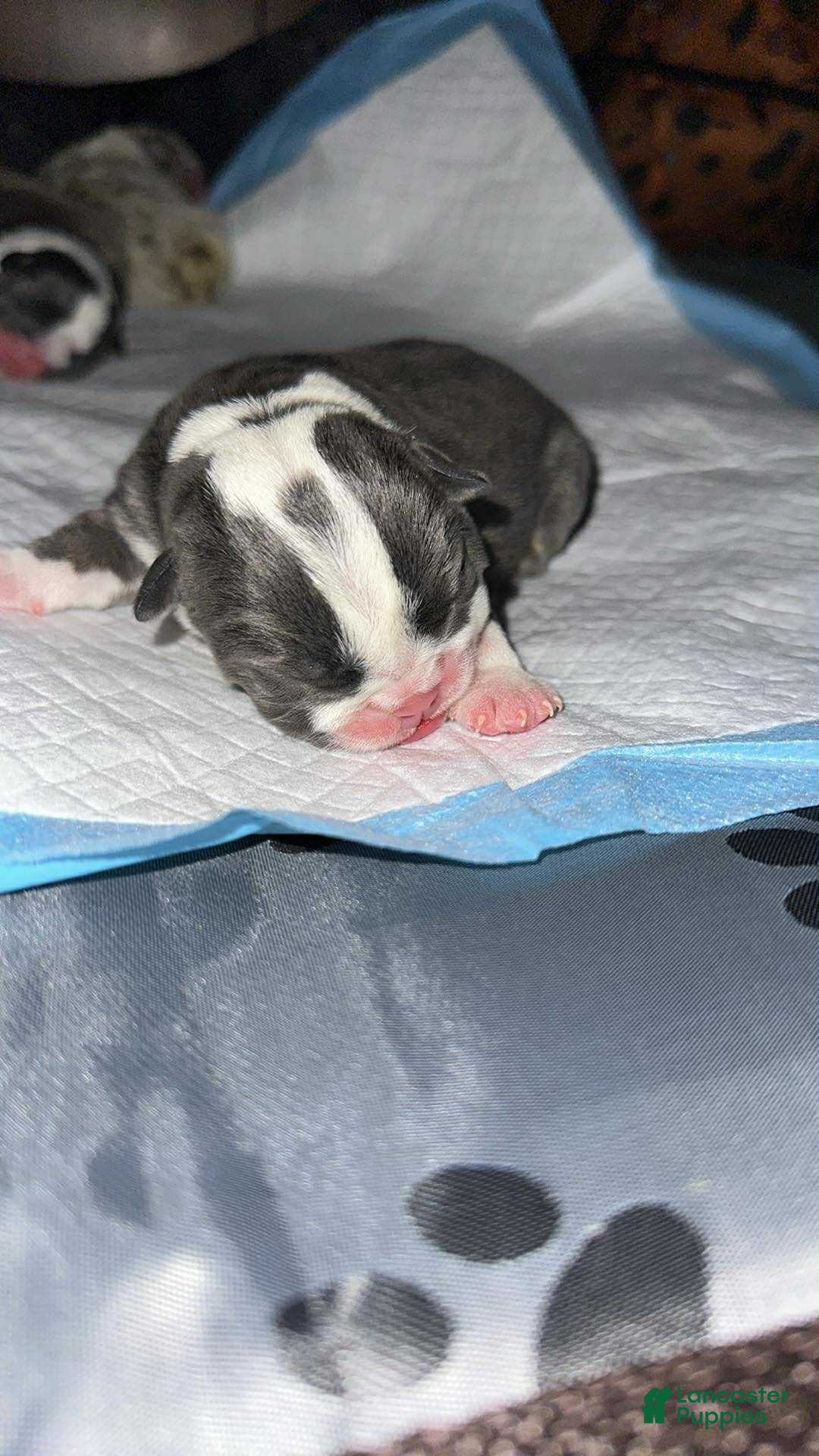 English Bulldog dogs for sale: Lilac and White Male - Ad 15