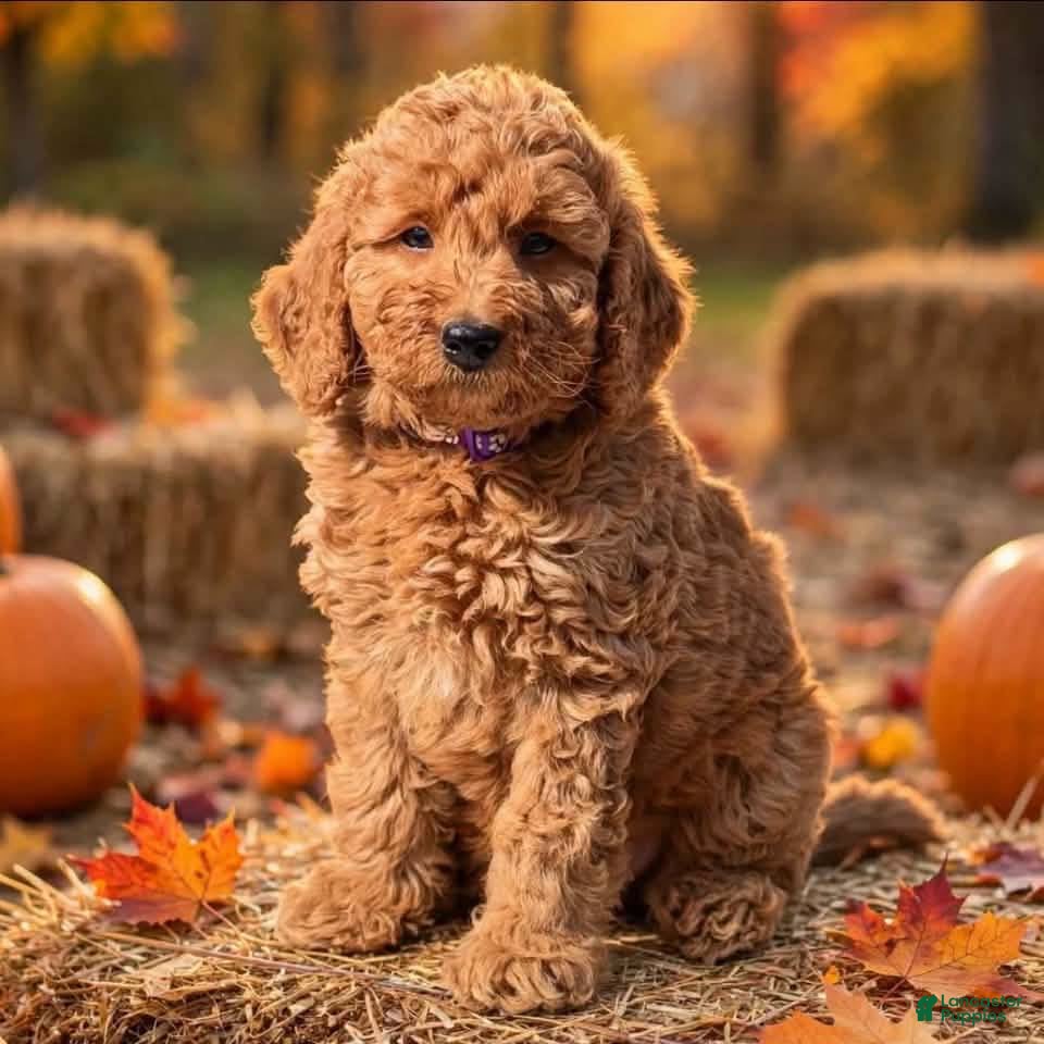 Mini Goldendoodle dogs for sale: Parsleys purple collar girl - Ad 1