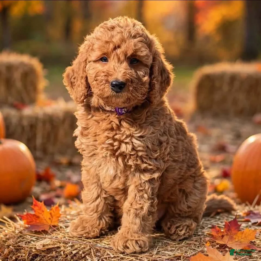 Mini Goldendoodle dogs for sale: Parsleys purple collar girl - Ad 1